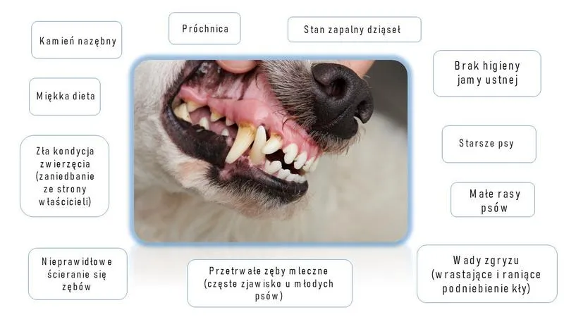 Higiena jamy ustnej psa