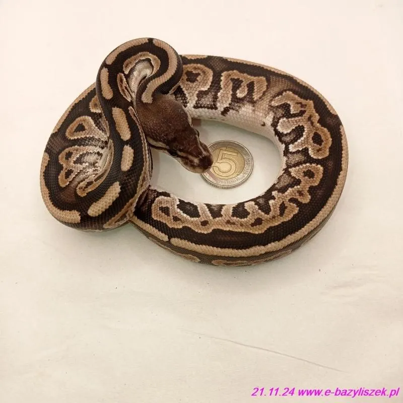 Hodowla pytona królewskiego