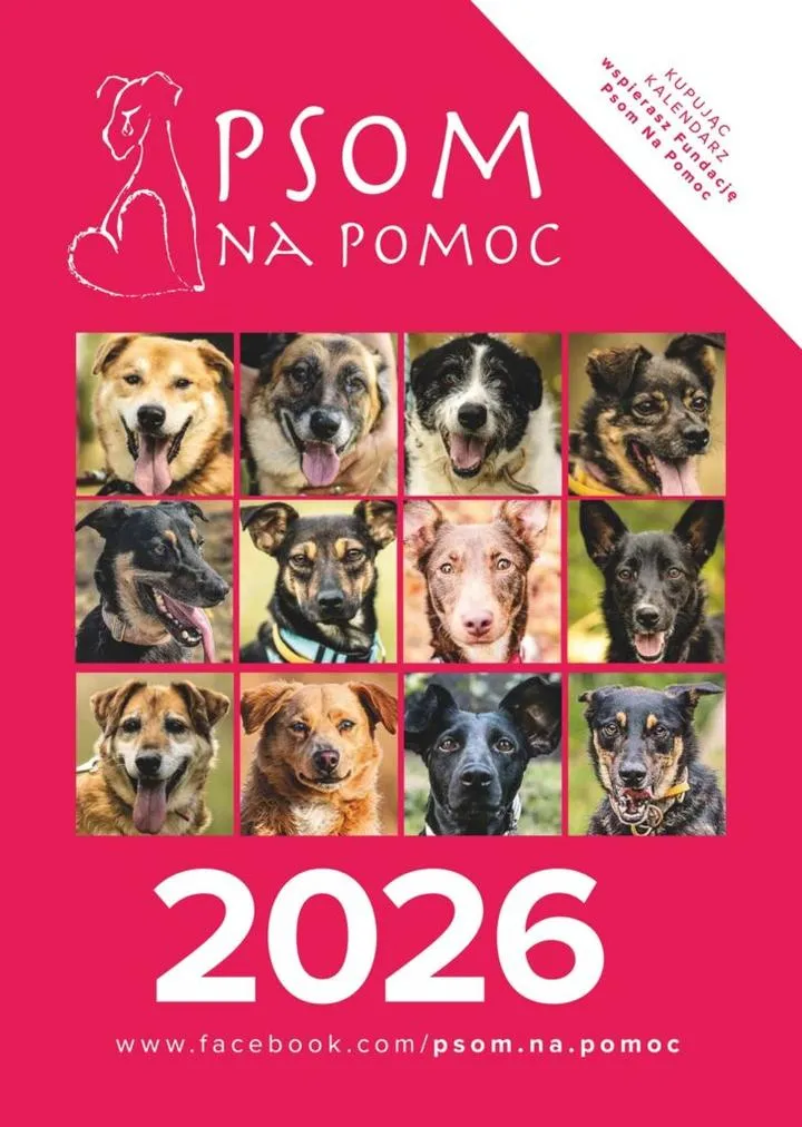 Identyfikacja zagubionego psa