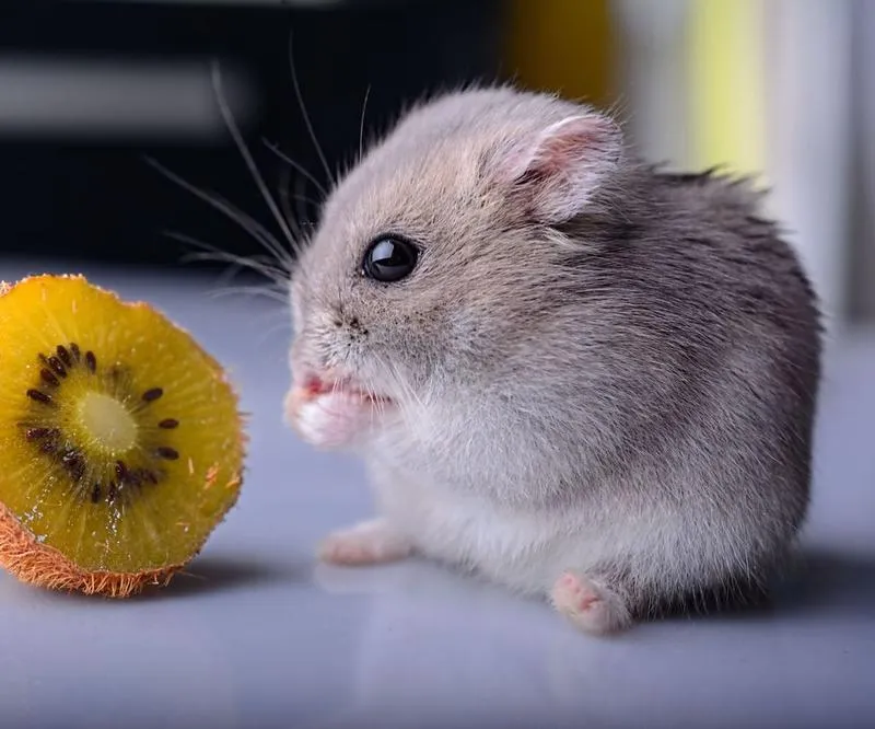 Ile czasu chomik może być sam w domu