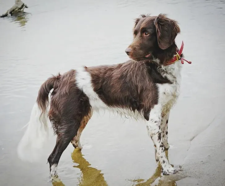 Interakcje międzygatunkowe w kinematografii