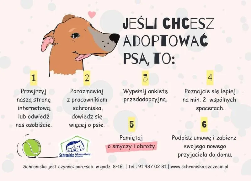 Jak adoptować psa