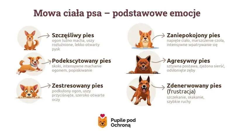 Jak odczytywać emocje psa