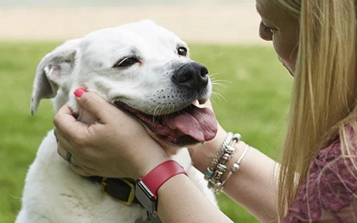 Jak pomóc lękliwemu psu