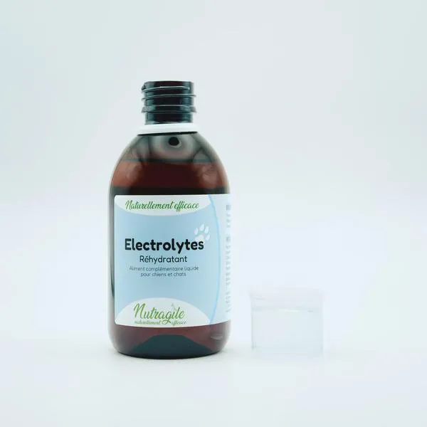 Jak zachęcić psa do picia