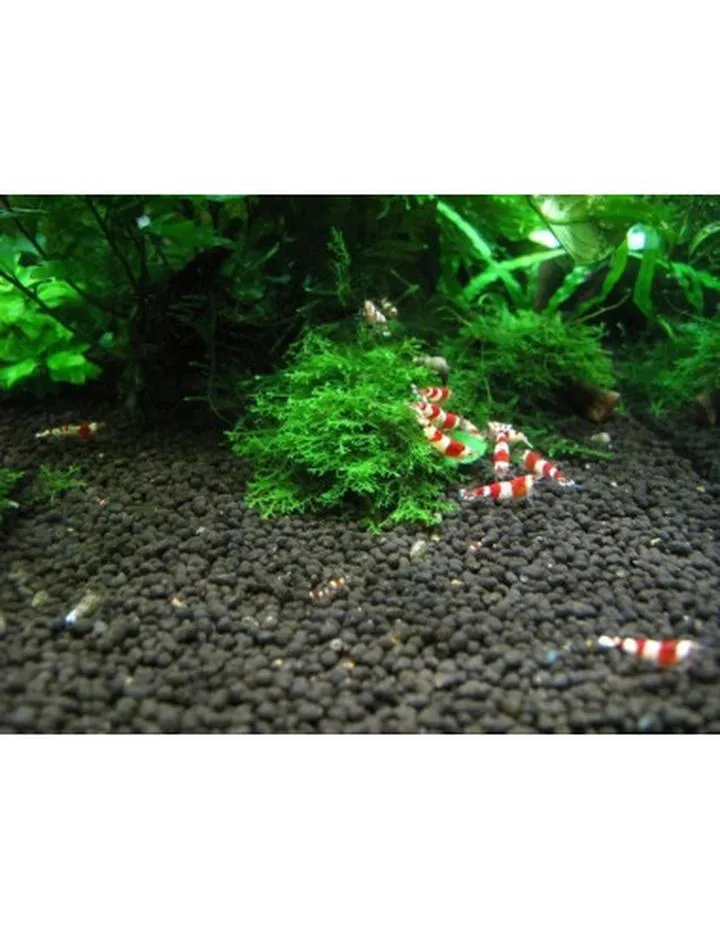 Jakość podłoża a zdrowie ryb