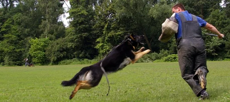 Kiedy zacząć szkolenie psa i pierwsze kroki
