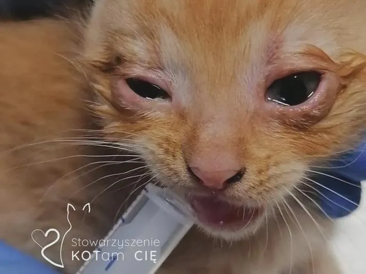 Koci katar