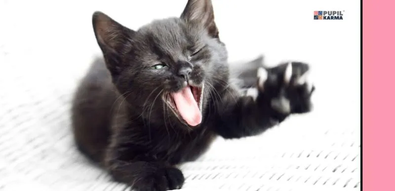 Komfortowe otoczenie dla kota w rui