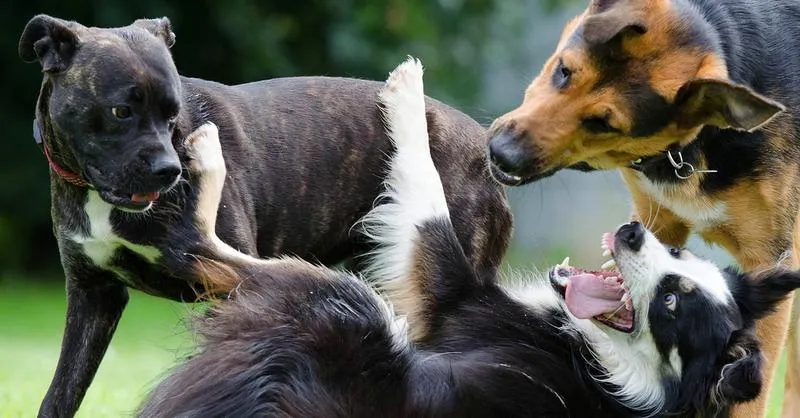 Komunikacja zwierząt w filmach