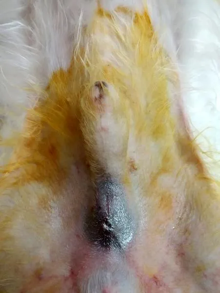 Korzyści zdrowotne kastracji