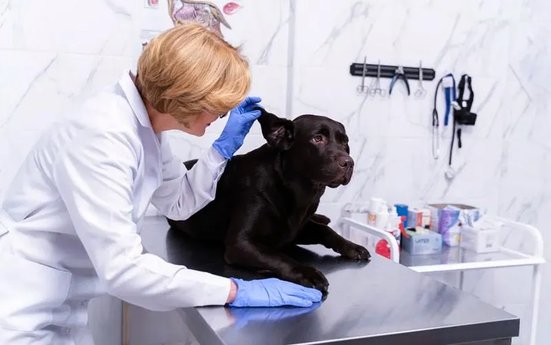 Koszt badania dla psa