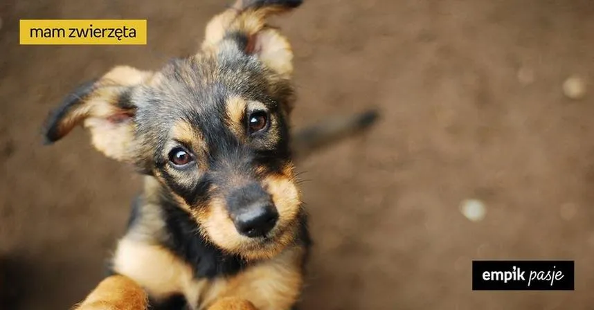 Koszty adopcji zwierząt