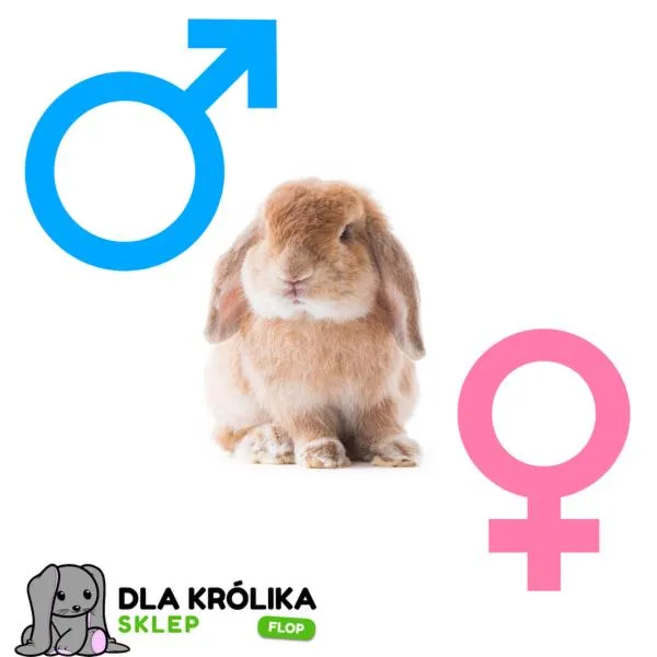 Królicze zachowania