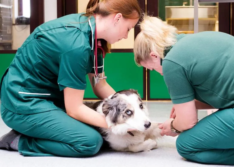 Leczenie anemii u psów