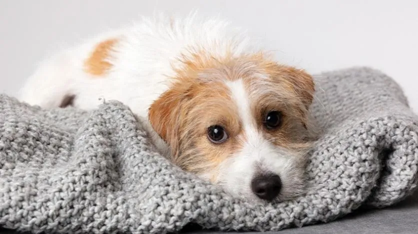 Leczenie cukrzycy u psów