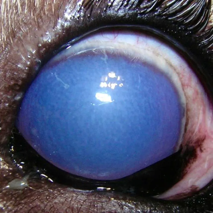 Leczenie jaskry u czworonogów