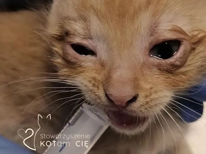 Leczenie kociego katarem