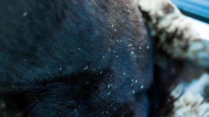 Leczenie łupieżu u psa