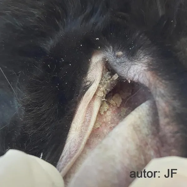 Leczenie świerzbu u królików