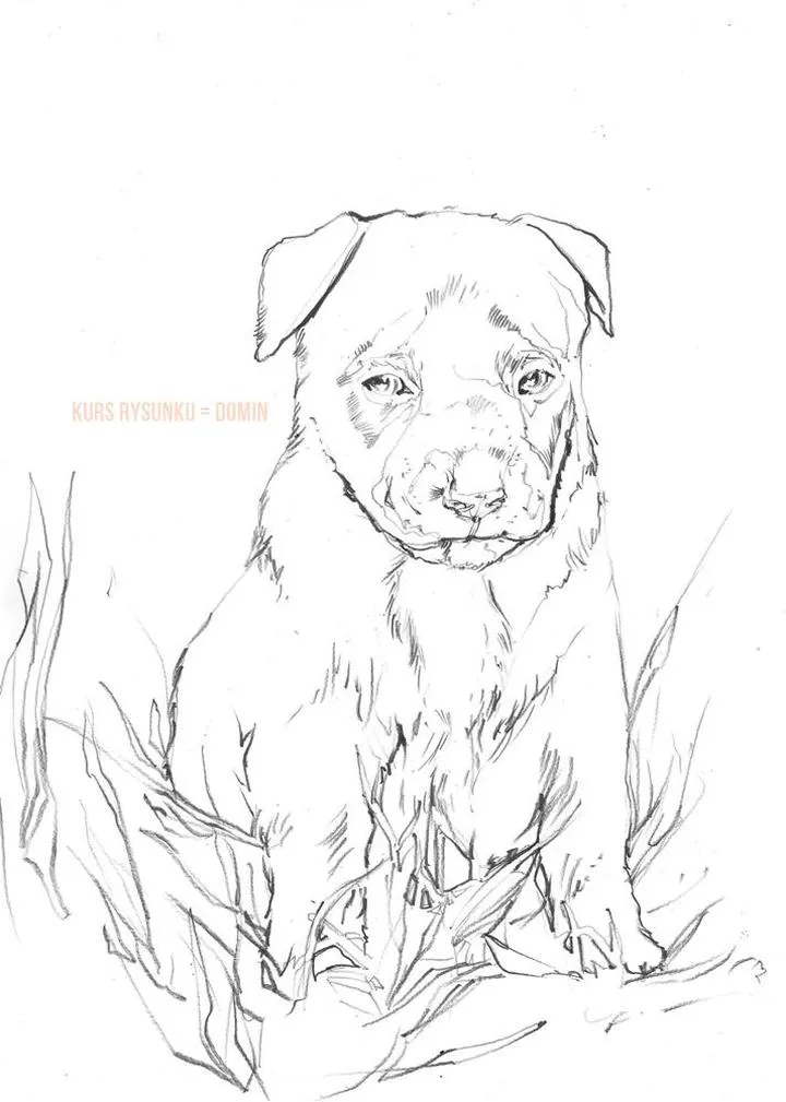 Materiały do rysowania zwierząt