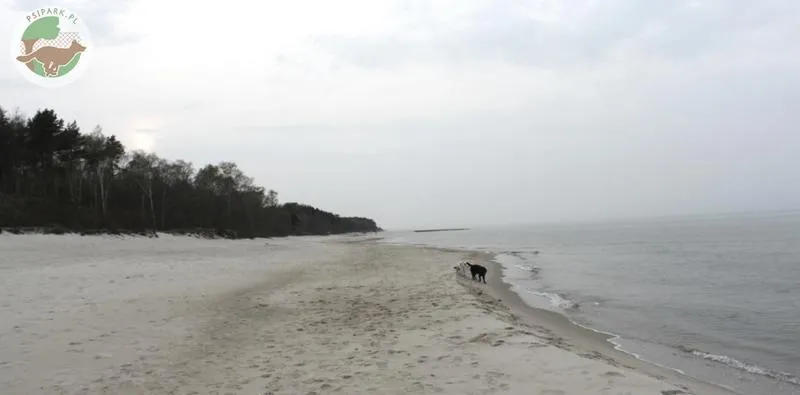 Miejsca przyjazne psom