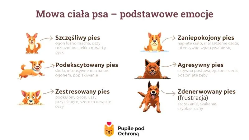 Mowa ciała psa