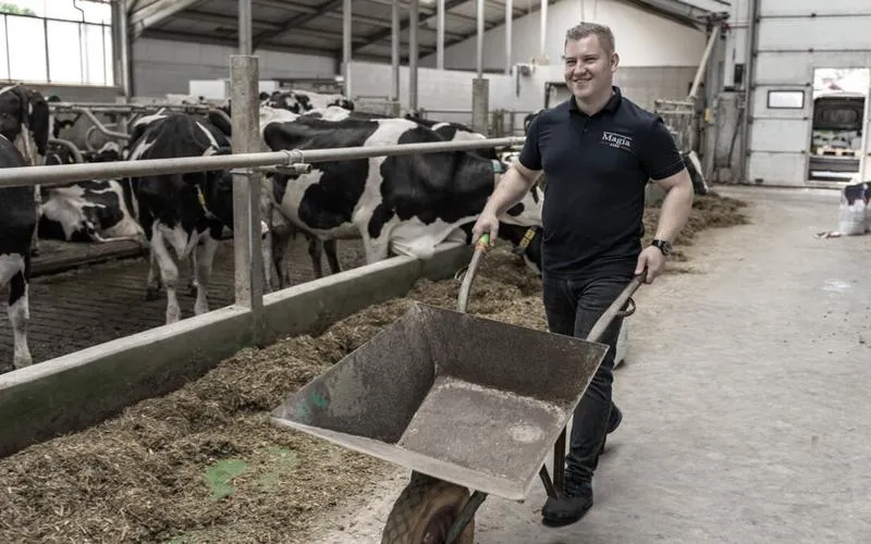 Najlepsze rasy krów mlecznych