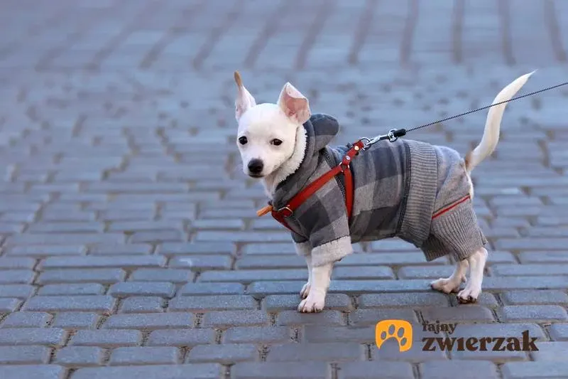 Najlepsze rasy psów