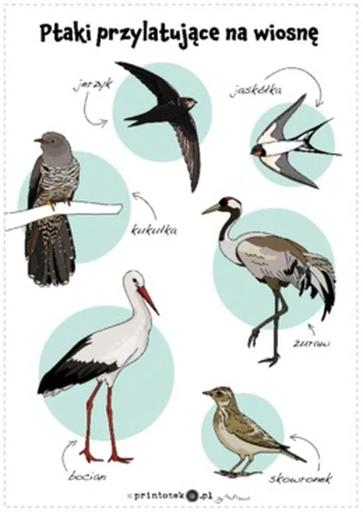 Najwcześniej przylatujące gatunki ptaków