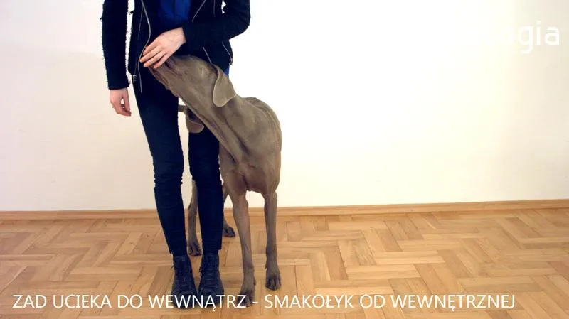 Narzędzia do treningu psa