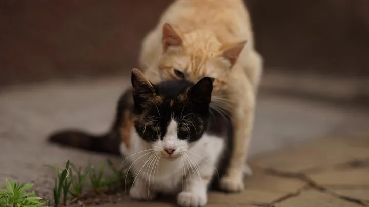 Naturalne metody łagodzenia rui