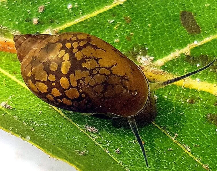Naturalni wrogowie ślimaków