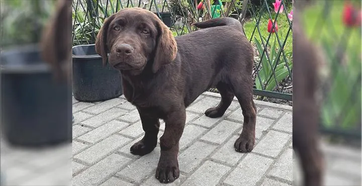 Nauka czystości psa