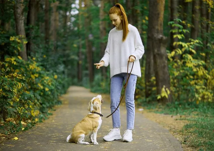 Nauka czystości psa