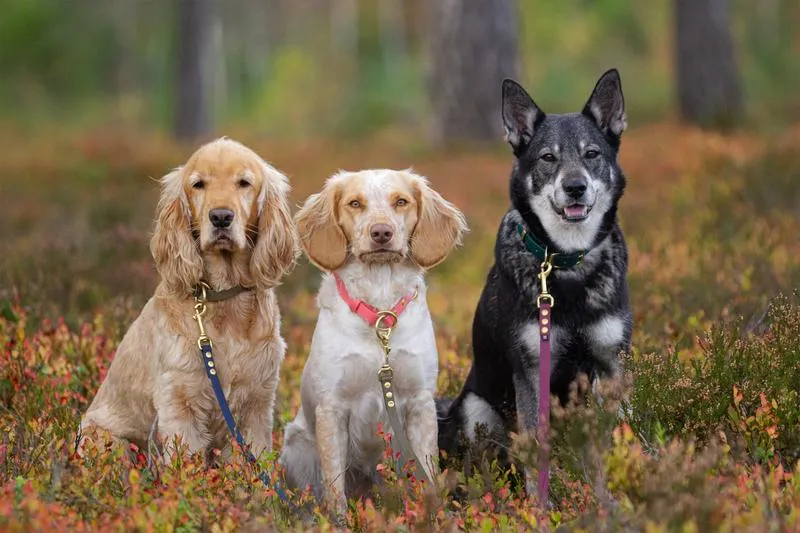 Nauka czystości u psa