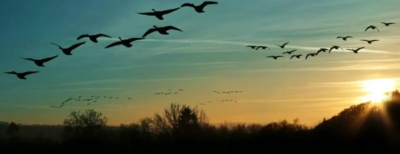 Nawigacja i orientacja ptaków