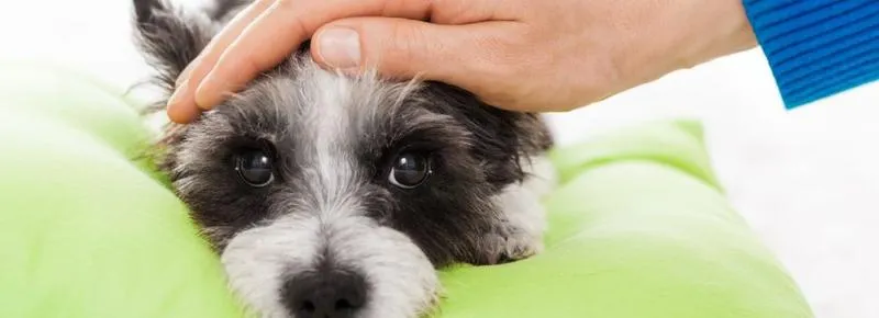 Nawodnienie psa podczas choroby