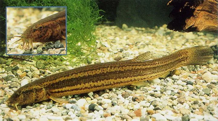 Nocne piskowanie ptaków