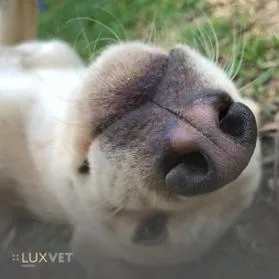 Objawy nosówki u psa