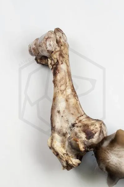 Objawy połknięcia kości przez psa