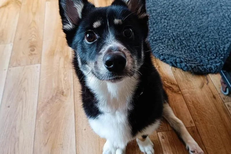 Objawy starości u psa