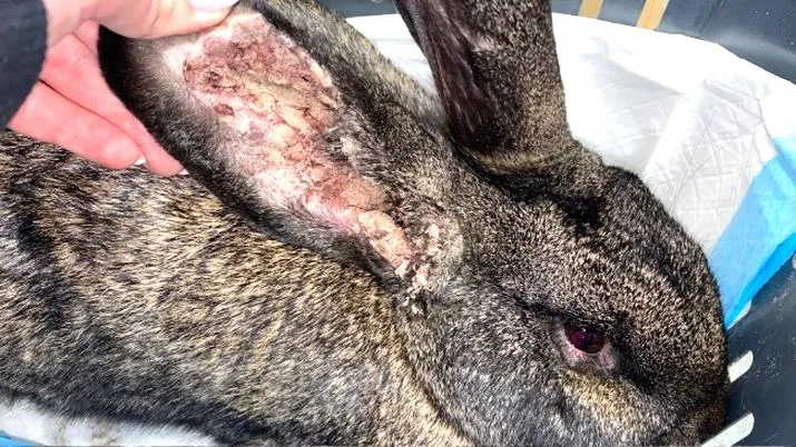 Objawy świerzbu u królików