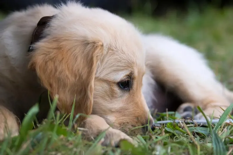Objawy tłuszczaka u psa