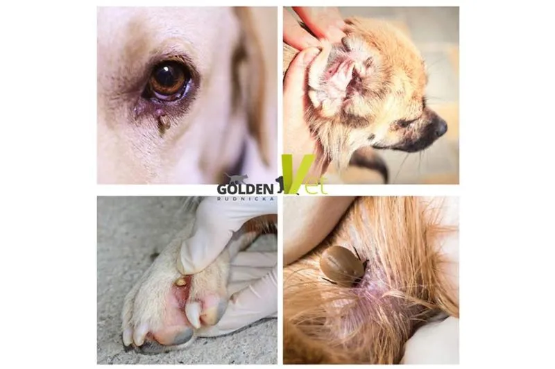 Obroże przeciwkleszczowe dla psów