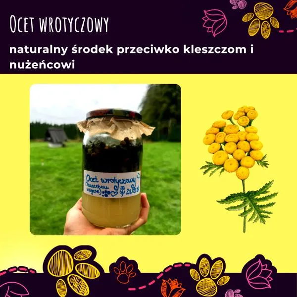 Ocet jabłkowy dla psa