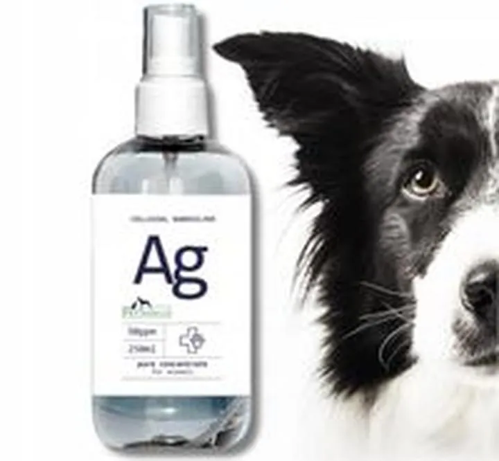 Odkażanie rany u kota