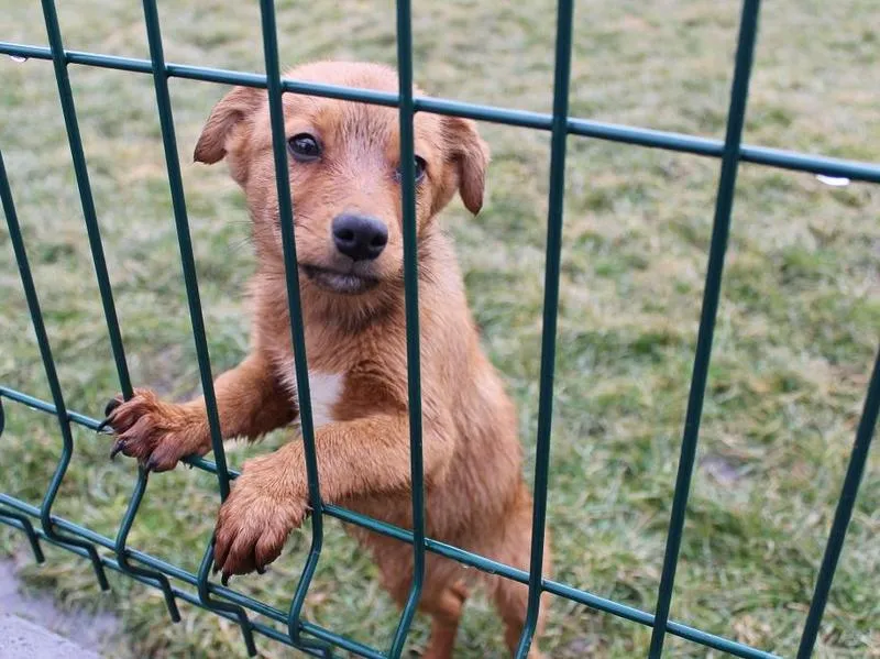 Odpowiedzialne oddanie zwierzęcia do schroniska