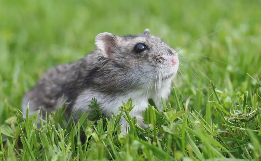 Odróżnianie płci chomika