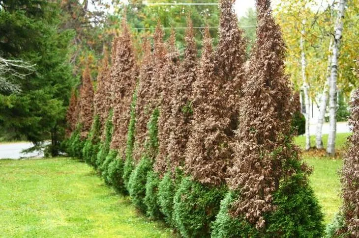 Odstraszanie psów w ogrodzie